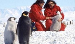 北极移民在线观看,在线探索极地新家园的奇幻旅程